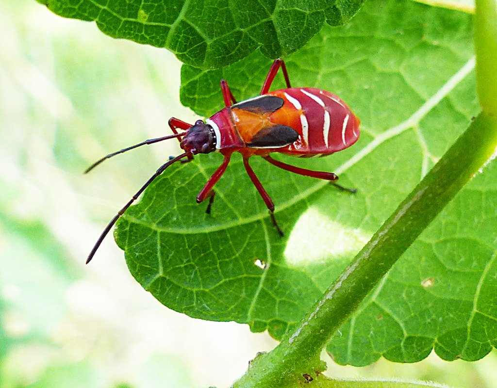 Pale Red Bug (Dysdercus concinnus) nymph