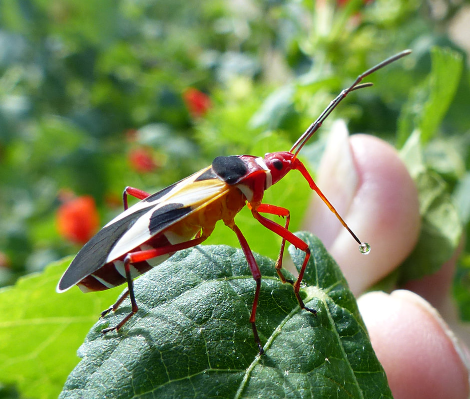 Pale Red Bug (Dysdercus concinnus)