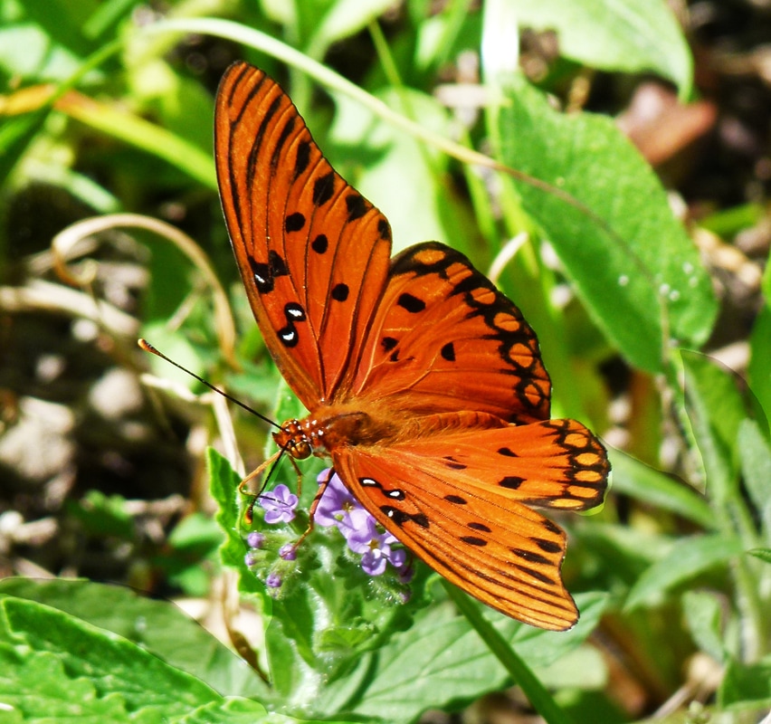 Gulf Fritillary Butterfly (Agraulis Vanillae) 