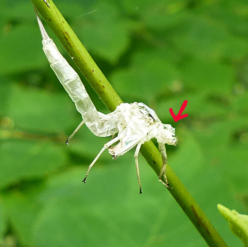Mayfly (Ephemeroptera) exoskeleton