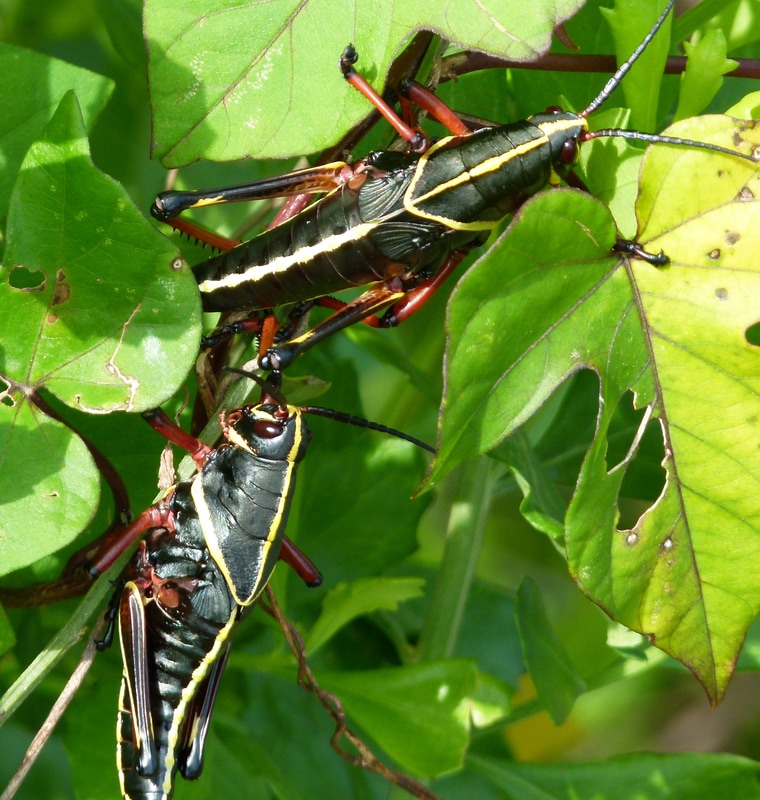 Eastern Lubber Grasshopper nymphs (Romalea guttata)
