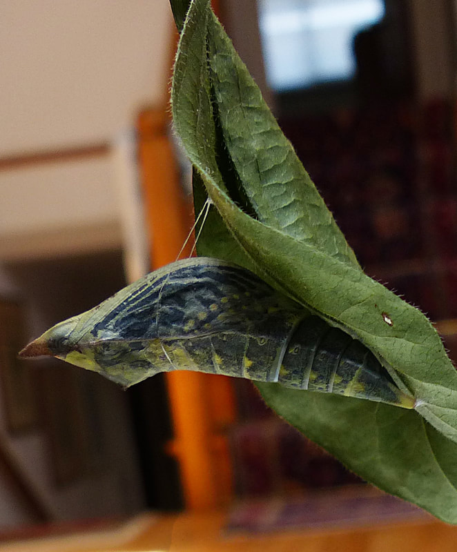 Spicebush Swallowtail pupa