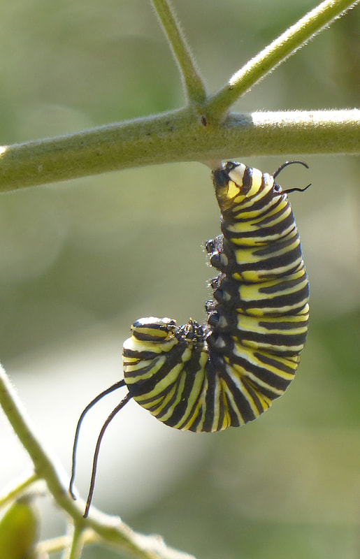 Monarch Caterpillar (Danaus plexippus) pupating