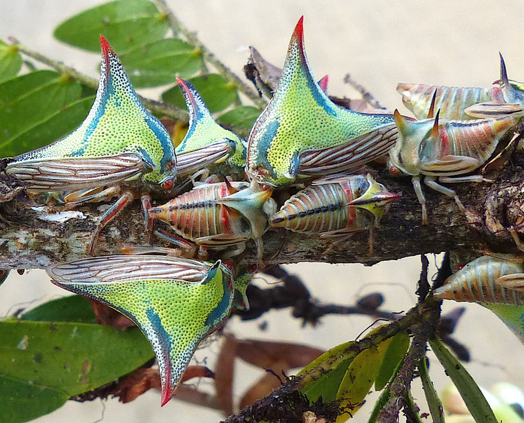 Thorn Bugs (Umbonia crassicornis) Costa Rica
