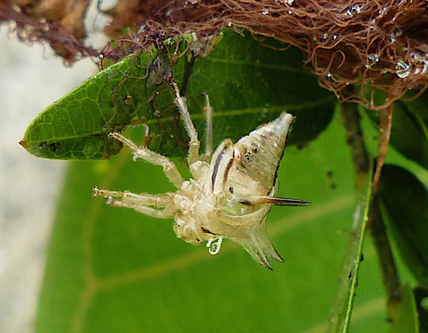 Thorn Bug Exoskeleton (Umbonia crassicornis) Costa Rica