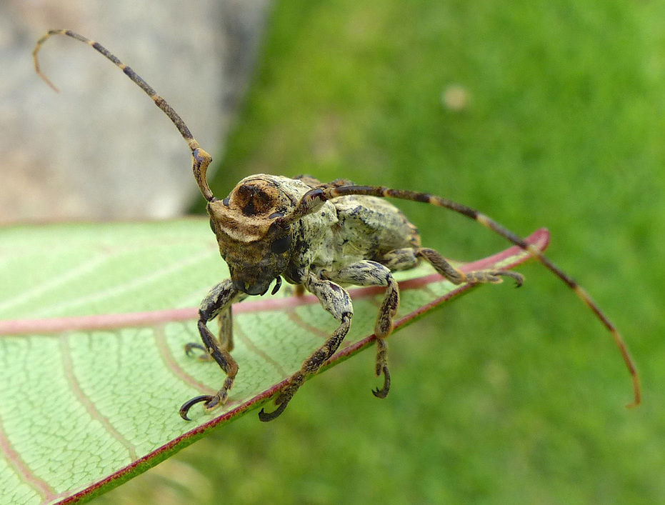 Twig Girdler Beetle (Ecthoea quadricornis)