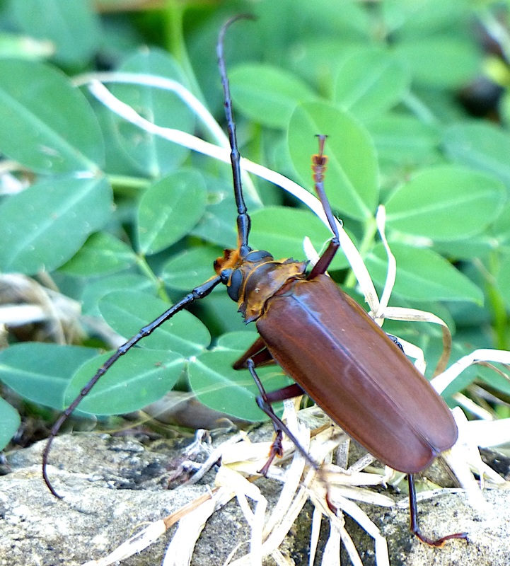 Long-horned Beetle (Callipogon?)