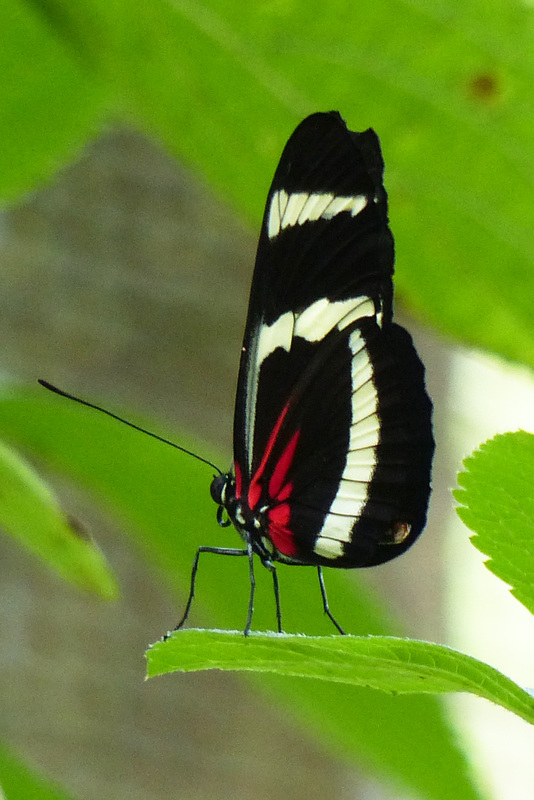 Hewitson's Longwing Butterfly (Heliconius hewitsonii)