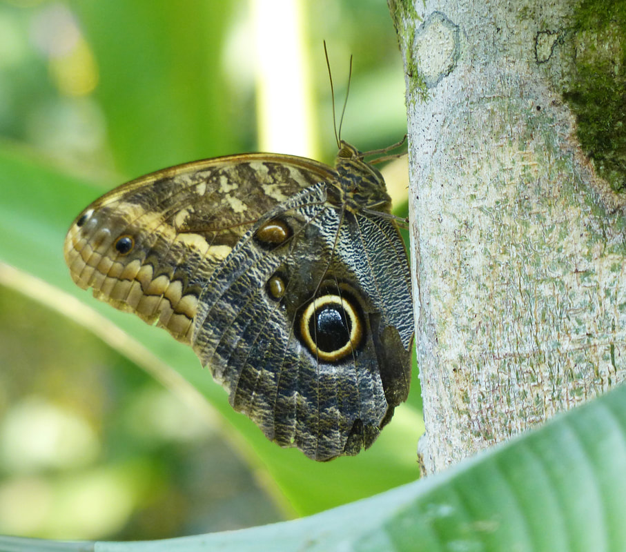 Cream Owl Butterfly (Caligo)