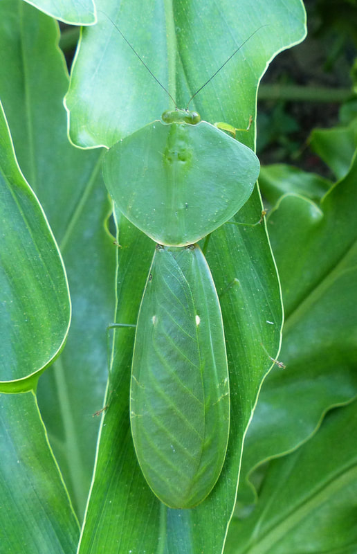 Hooded Mantis (Choeradodis), Costa Rica