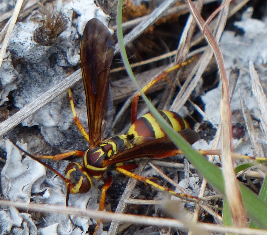 Paper Wasp (Polistinae)