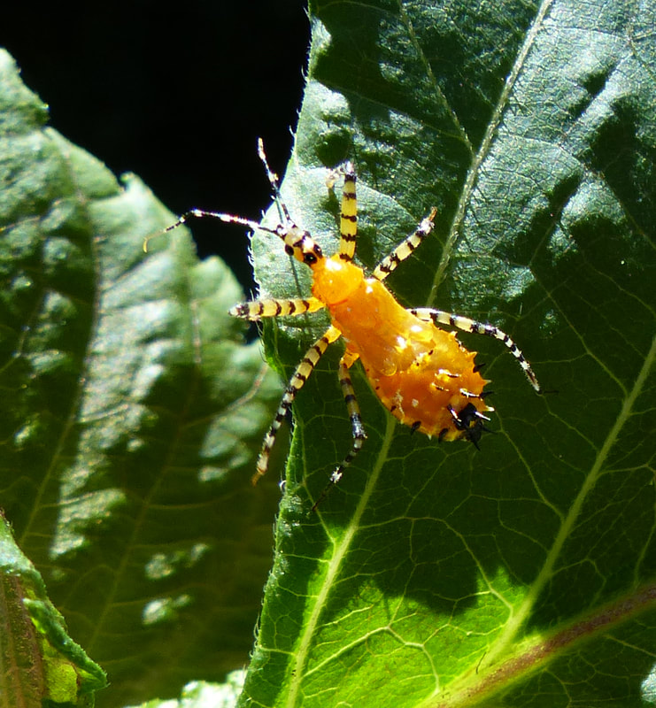 Orange Assassin Bug nymph (Pselliopus barberi)