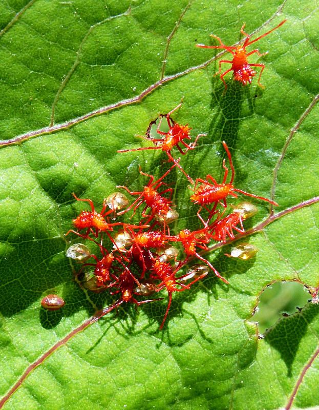 Helmeted Squash Bug nymphs and eggs (Euthochtha galeator)