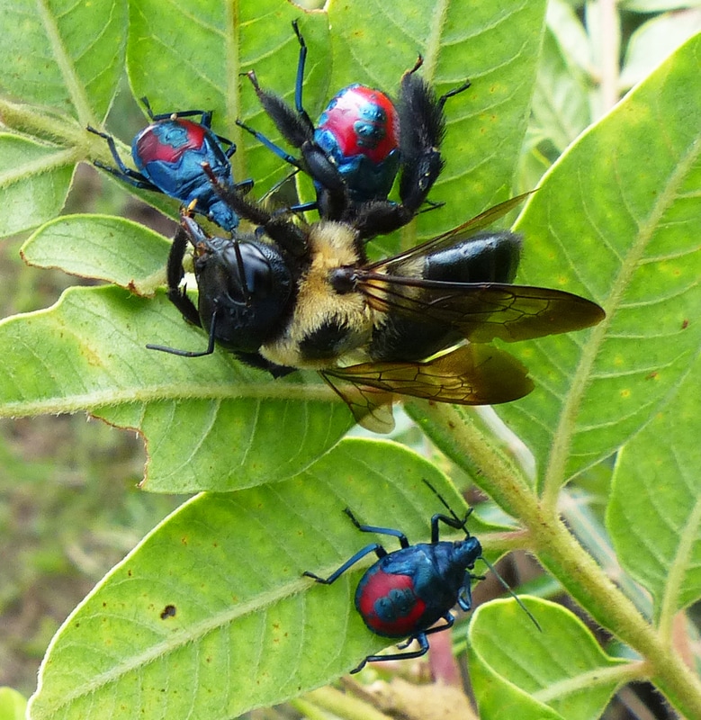 Florida Predatory Stink Bug attacking Eastern Carpenter Bee