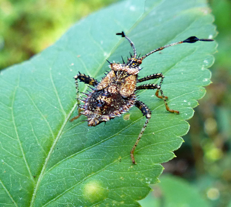 Helmeted Squash Bug nymph (Euthochtha galeator)