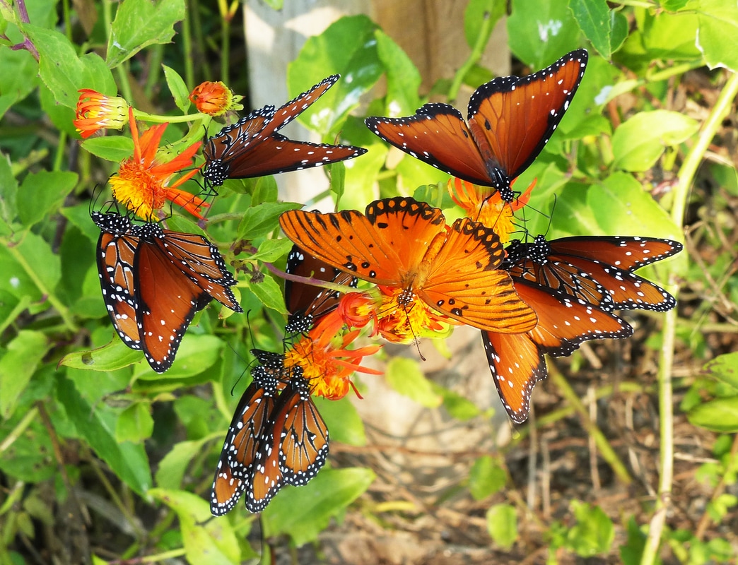 Queen Butterflies (Danaus gilippus), Gulf Fritillary