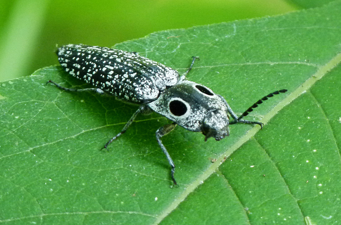Eastern Eyed Click Beetle (Alaus oculatus)