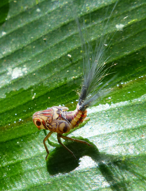 Planthopper nymph, Costa Rica