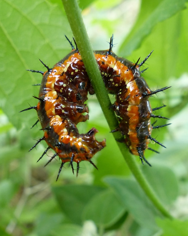 Gulf Fritillary Caterpillar (Agraulis Vanillae) 