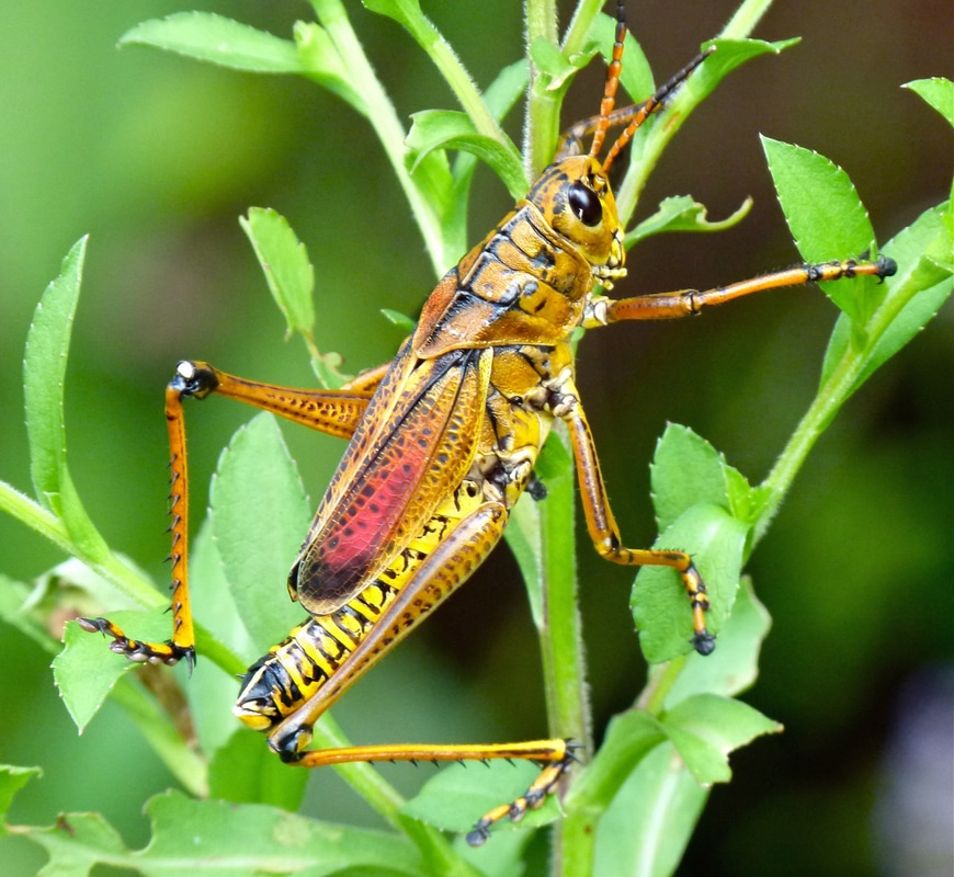 Eastern Lubber Grasshopper (Romalea guttata)