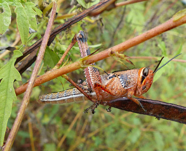 American Bird Grasshopper (Schistocerca Americana) nymph