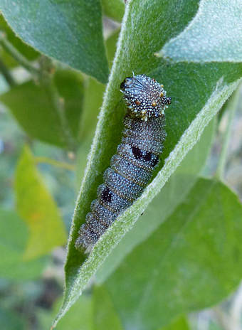 Tropical Leafwing Caterpillar (Anaea aidea)