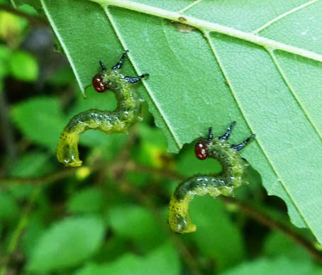 Dusky Birch Sawfly larvae (Craesus latitarsus) 