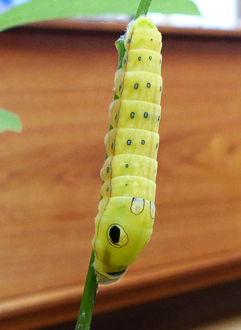 Spicebush Swallowtail Caterpillar ready to pupate