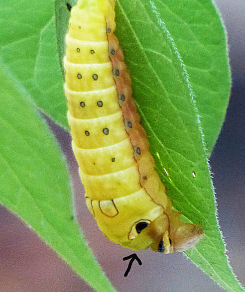 Spicebush Swallowtail Caterpillar ready pupating