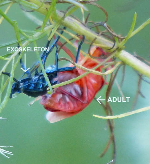 Florida Predatory Stink bug (Euthyrhynchus floridanus) eclosing