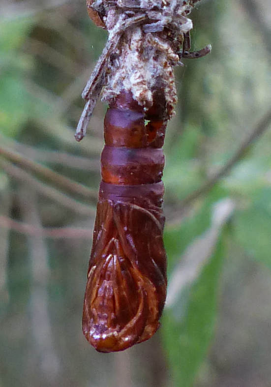 Bagworm (Thyridopteryx ephemeraeformis) Pupa