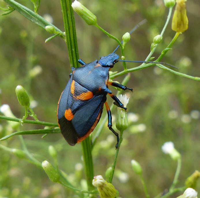 Florida Predatory Stink bug (Euthyrhynchus floridanus) 