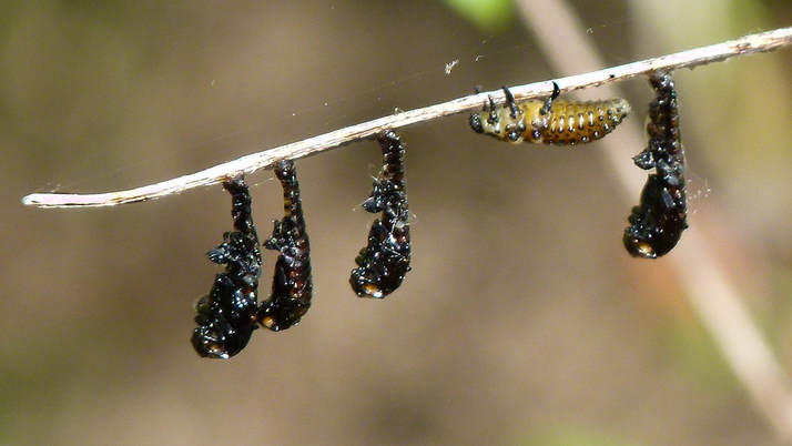 Leaf Beetle pupae and larva