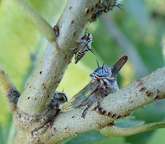 Oak Treehopper (Platycotis vittata) and nymphs