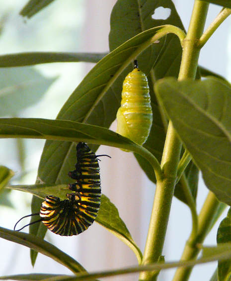 Monarch Caterpillar (Danaus plexippus) pupa