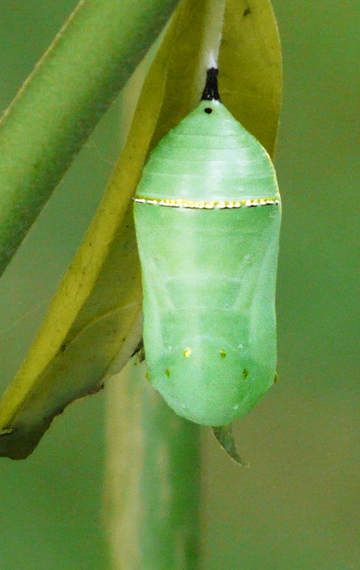 Monarch Caterpillar (Danaus plexippus) chyrisalis