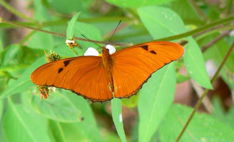 Julia butterfly (Dryas Iulia)