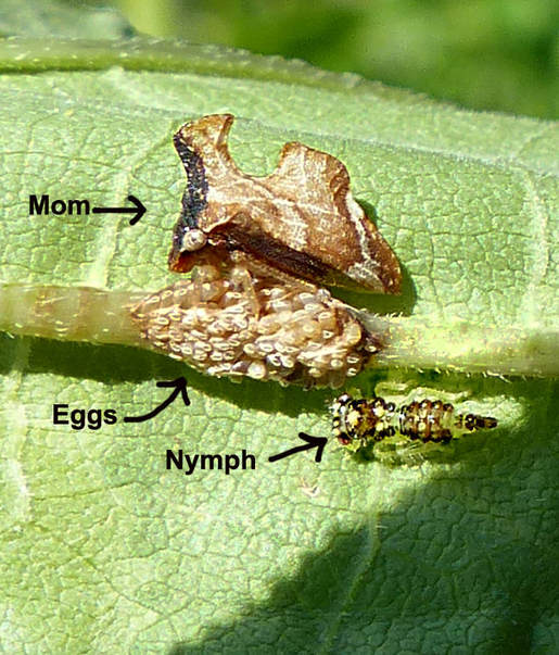 Treehopper (Entylia carinata) adult, nymph, eggs