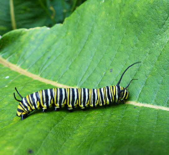 Monarch Butterfly Caterpillar (Danaus plexippus)