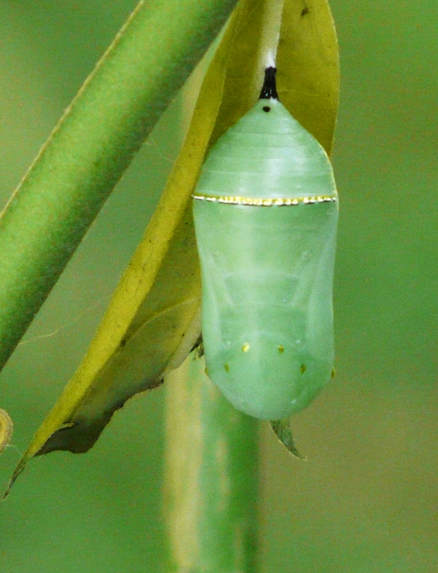 Monarch caterpillar chrysalis