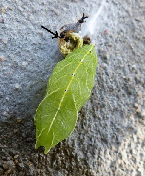 Hackberry Emperor pupa (Asterocampa celtis) 
