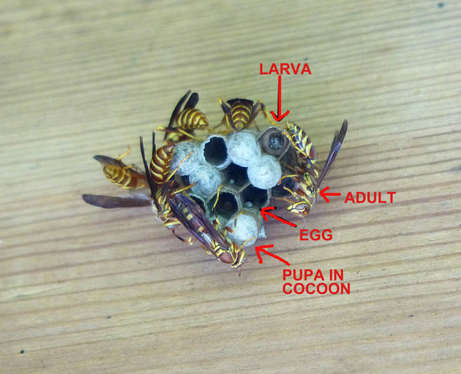 Paper Wasps (Polistes major) on nest