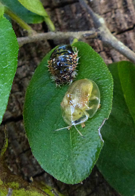 Anacua Tortoise beetle pupa and adult 