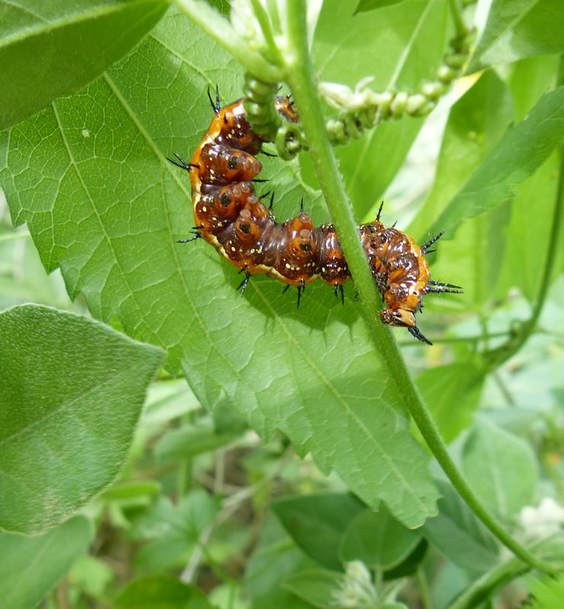 A Gulf Fritillary caterpillar (Agraulis vanillae)