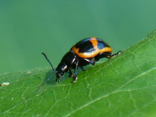 Swamp Milkweed Leaf Beetle (Labidomera clivicollis)