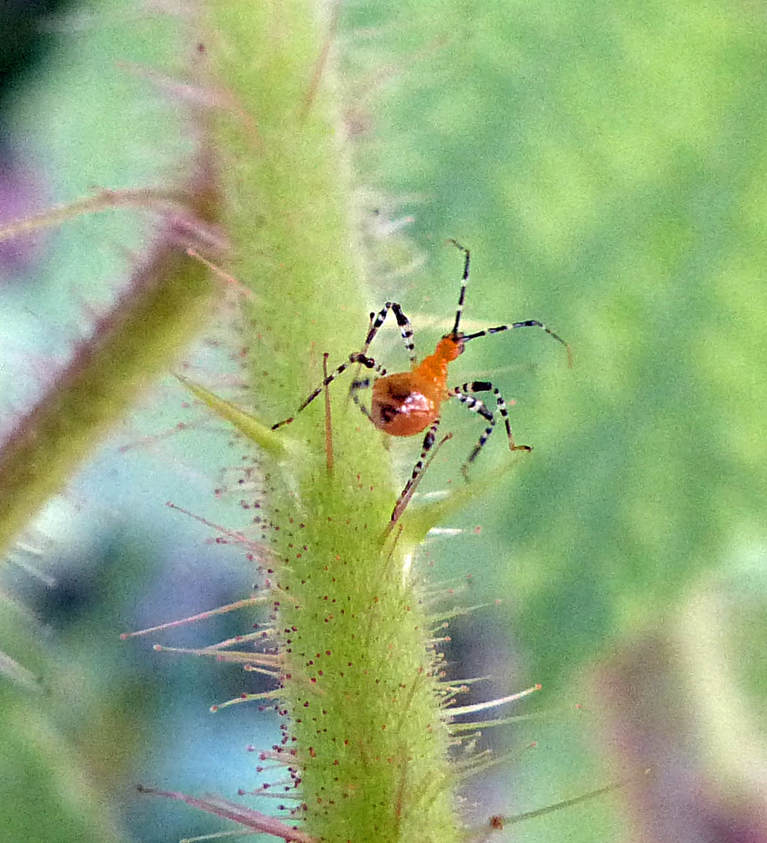 Orange Assassin Bug (Pselliopus barberi)