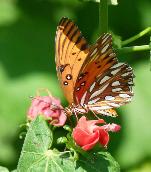 A Gulf Fritillary Butterfly (Agraulis vanillae)
