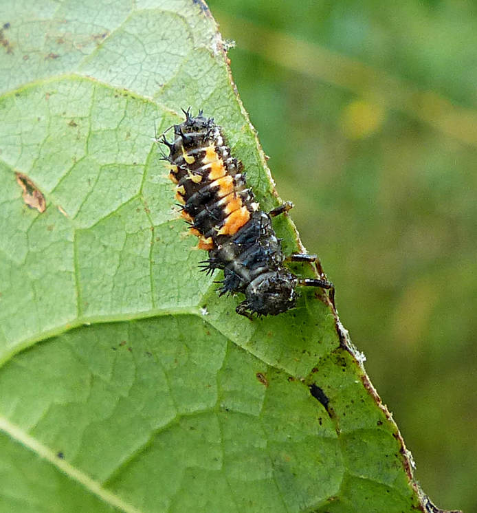 Multicolored Asian Lady Beetle larva (Harmonia axyridis)