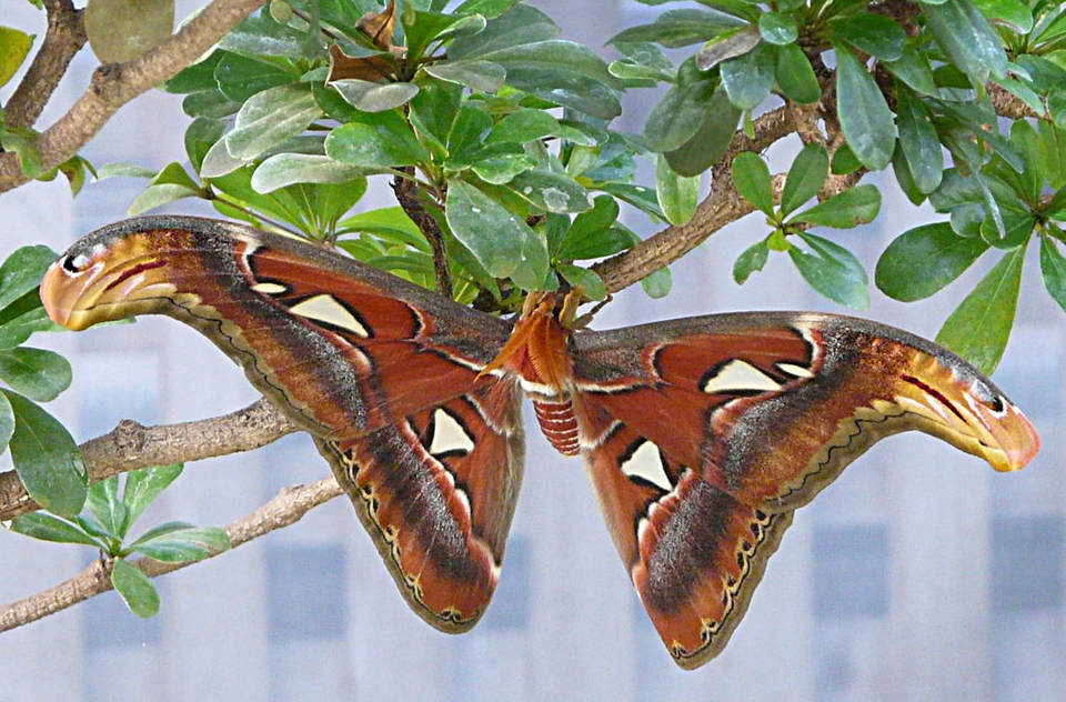 Atlas Moth (Attacus atlas) 