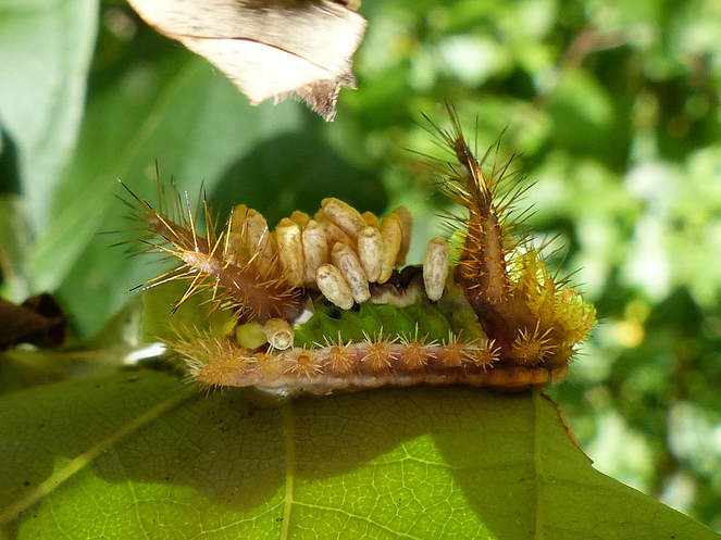Parasitized Saddleback Caterpillar